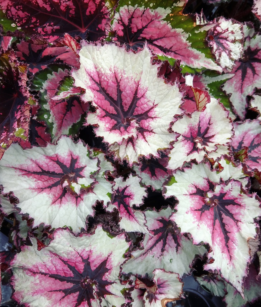 B. ‘Miralest’